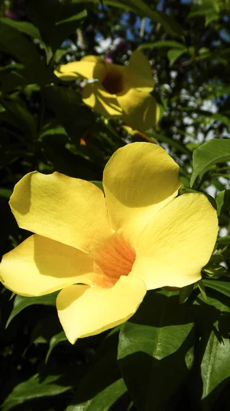 Gyönyörű Sárga Virág Kertben — Stock Fotó