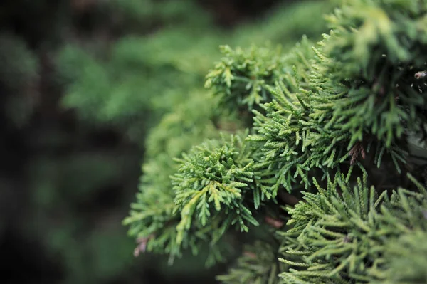 Groene Dennenboom Tak Met Wazige Achtergrond — Stockfoto