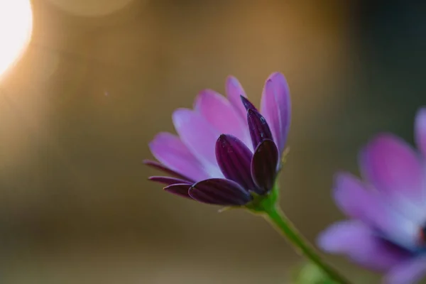 Flores Bonitas Jardim — Fotografia de Stock