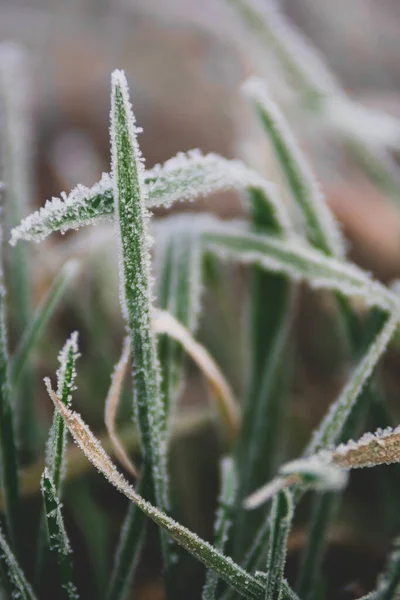 Groen Gras Tuin — Stockfoto