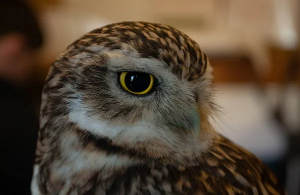 Close Bird — Stock Photo, Image