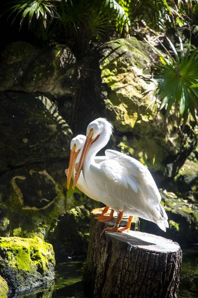 Pelícano Blanco Zoológico — Foto de Stock