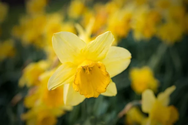 庭の黄色い花 — ストック写真