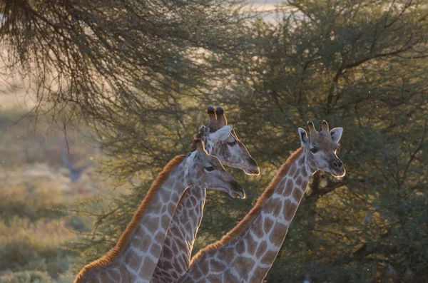 非洲大草原上的长颈鹿 — 图库照片