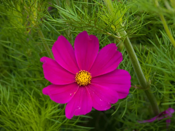 Hermosa Flor Rosa Cosmos Jardín — Foto de Stock