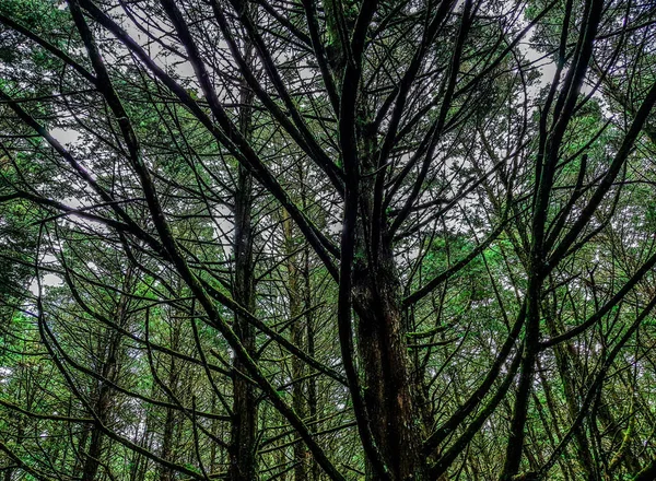 Hermosa Vista Del Bosque — Foto de Stock