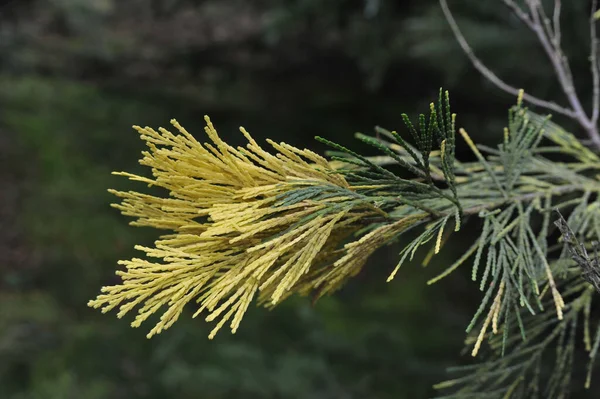 Гілка Соснового Дерева Зеленим Листям — стокове фото