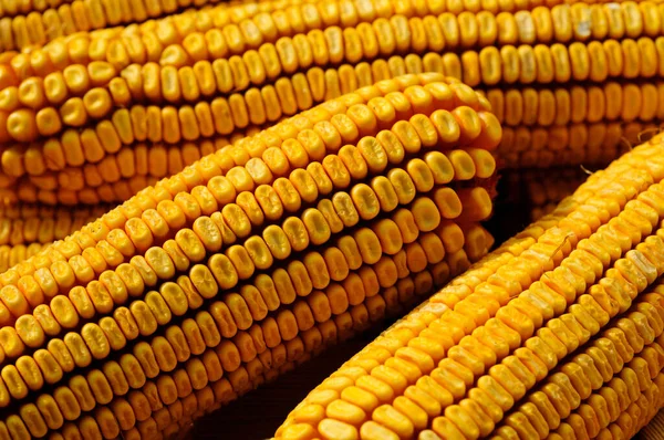 Świeża Kukurydza Kolbie — Zdjęcie stockowe
