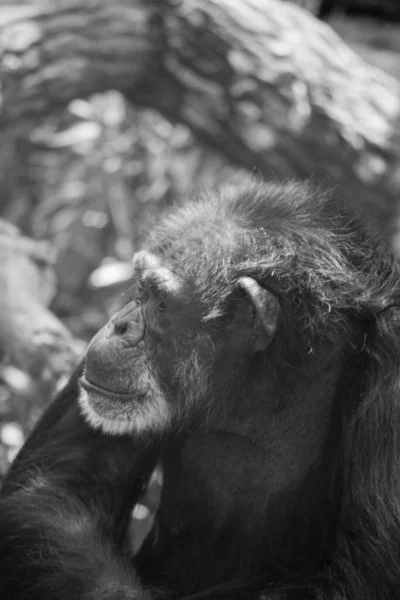Nahaufnahme Eines Schwarz Weißen Affen — Stockfoto