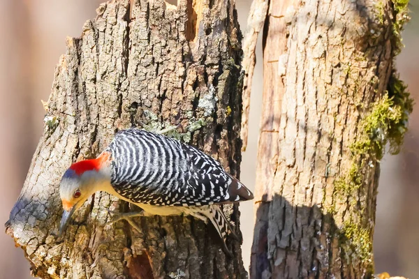 Een Close Shot Van Een Mooie Vogel — Stockfoto