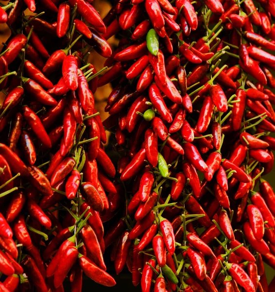 stock image red hot chili peppers on a white background