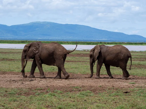 Elefante Sabana Kenya — Foto de Stock
