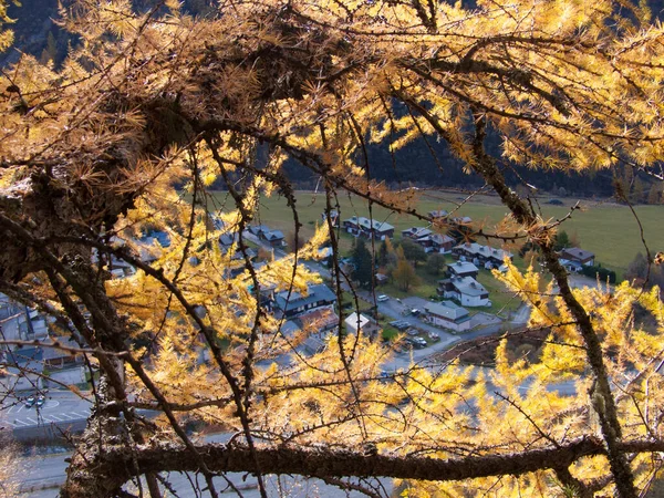 Paisaje Otoñal Con Árboles Hojas —  Fotos de Stock