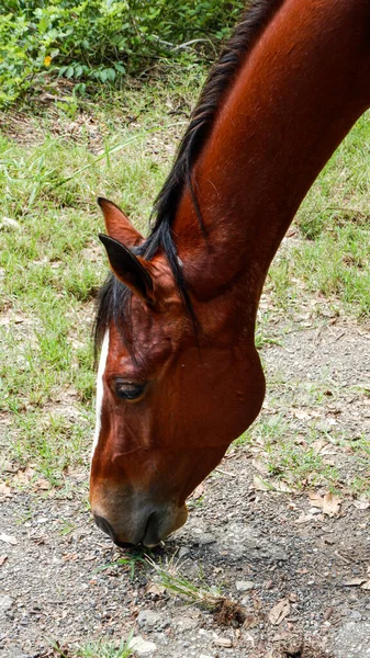 围场里的一匹棕色的马 — 图库照片