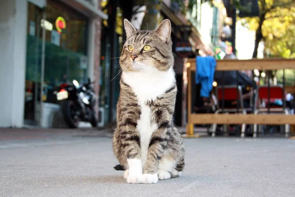 猫が通りに座って — ストック写真