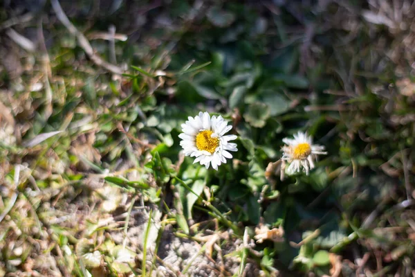 Fleurs Blanches Dans Jardin Arrière Plan Gros Plan — Photo