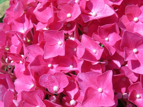 花园里美丽的粉红绣花 — 图库照片