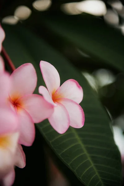 Plumeria Virág Kertben — Stock Fotó