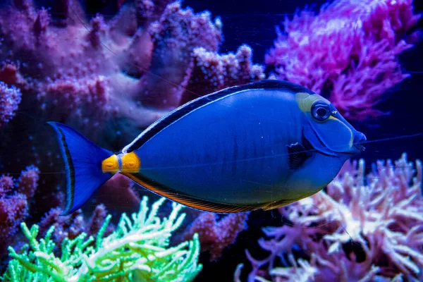 Piękne Tropikalne Ryby Akwarium — Zdjęcie stockowe