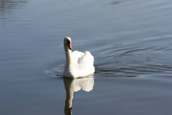 Weißer Schwan Auf Dem See — Stockfoto