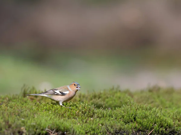 Piękny Dziki Ptak Środowisku Naturalnym — Zdjęcie stockowe