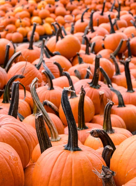 Halloween Pumpor Marknaden — Stockfoto