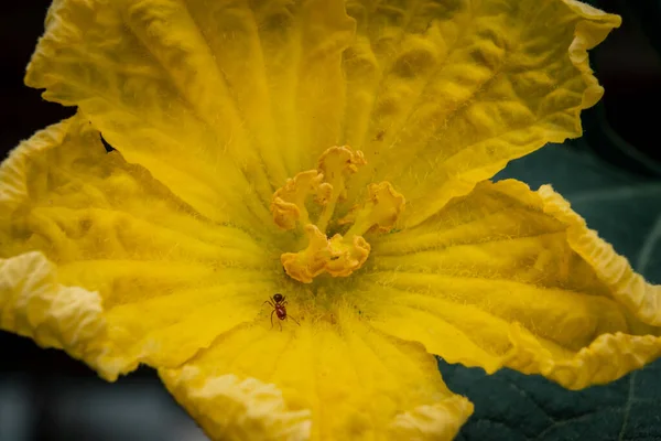 Flor Amarilla Jardín Sobre Fondo — Foto de Stock