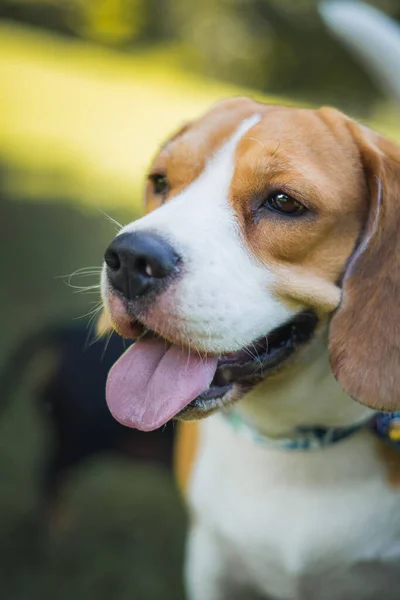 かわいいビーグル子犬と犬 — ストック写真