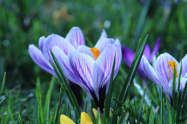 Bahçedeki Güzel Mor Çiçek — Stok fotoğraf