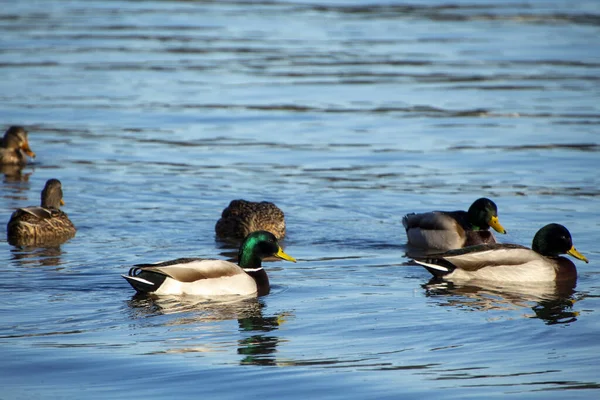 Mallard Ducksswimming Στο Νερό — Φωτογραφία Αρχείου