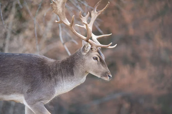 Niedliche Rehe Auf Der Wiese — Stockfoto