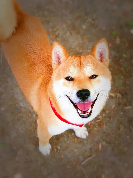 Hund Parken — Stockfoto