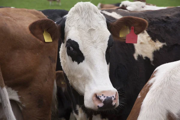 Vacas Pasto Nas Terras Baixas — Fotografia de Stock