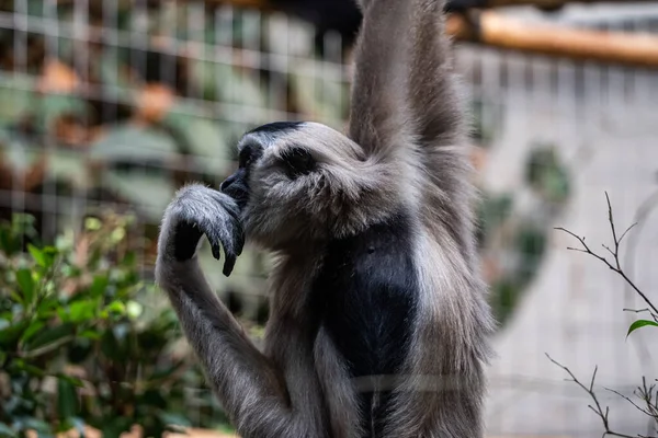 Een Close Shot Van Een Schattig Aapje Achtergrond Close — Stockfoto