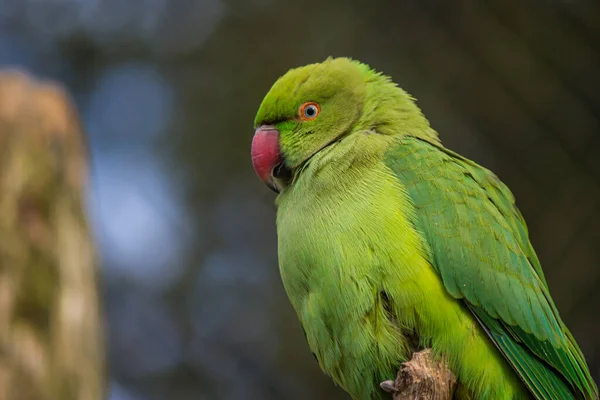 Close Green Parrot — Stock Photo, Image