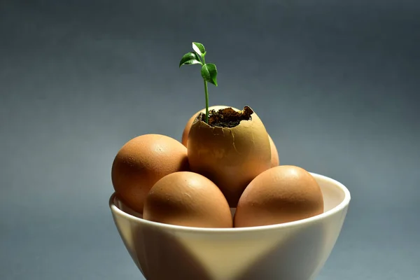 Ovo Copo Com Uma Planta Fundo — Fotografia de Stock