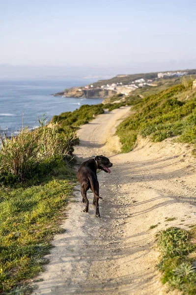 Dog Walking Beach — Stock Photo, Image