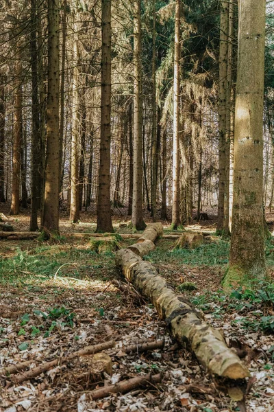 Vacker Skog Hösten — Stockfoto