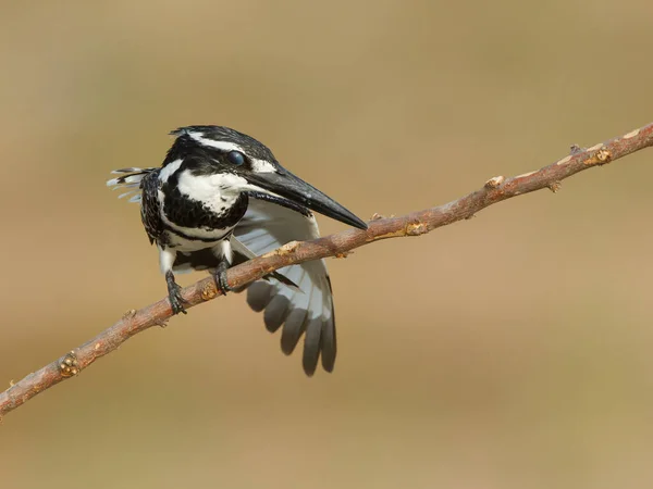 Mooie Wilde Vogel Natuurlijke Habitat — Stockfoto