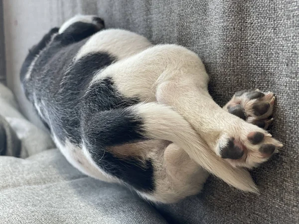 Bonito Cão Deitado Chão — Fotografia de Stock