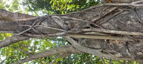 Racines Arbres Dans Forêt — Photo