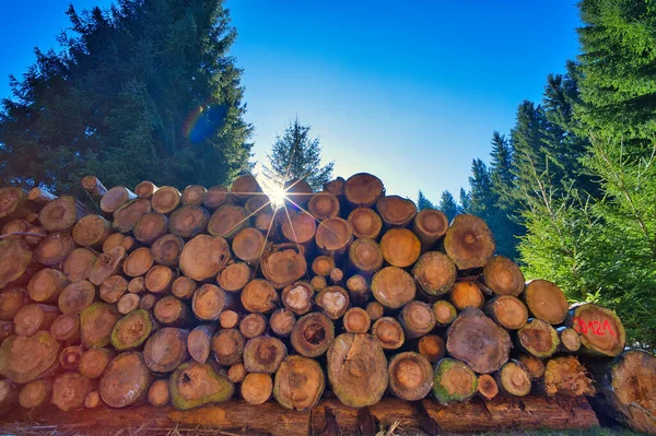 Bûches Bois Dans Forêt — Photo