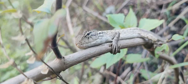 Lagarto Árbol —  Fotos de Stock