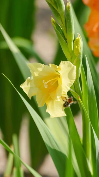 庭の美しい黄色の花 — ストック写真