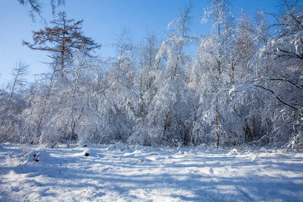 Paysage Hivernal Avec Arbres Enneigés — Photo