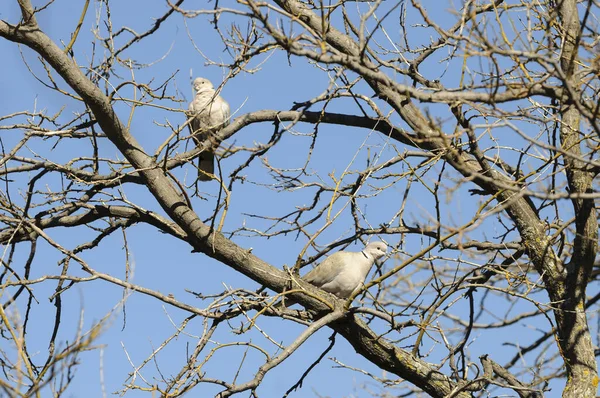 Een Vogel Het Bos — Stockfoto