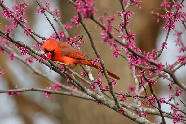 Pájaro Rojo Una Rama — Foto de Stock