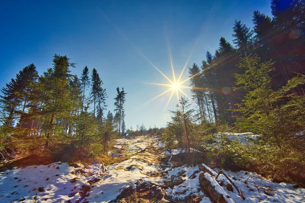 Прекрасний Вид Зимовий Ліс — стокове фото