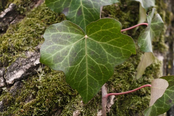 Groene Bladeren Grond — Stockfoto