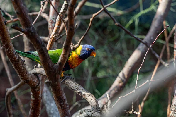 Oiseau Est Assis Sur Une Branche Arbre — Photo